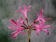 Nerine Bowdenii